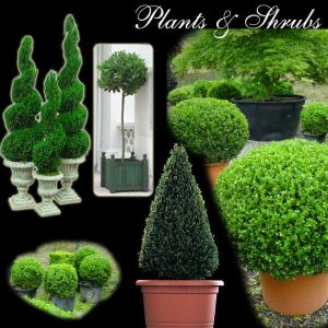 Topiary Trees & Shrubs