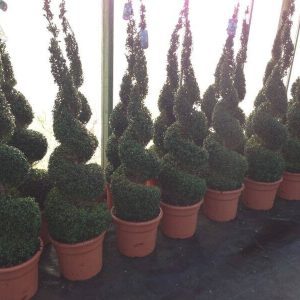 Topiary Trees