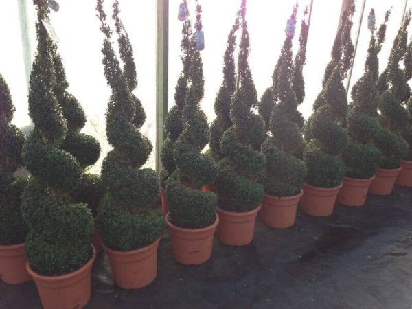 Topiary Trees