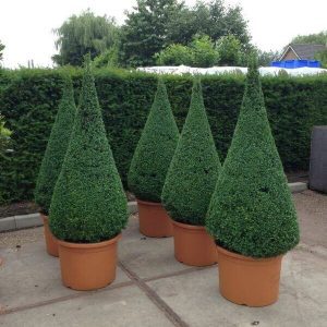 Topiary Trees