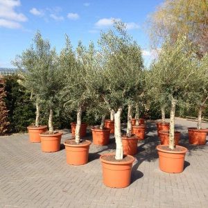 Olive Trees